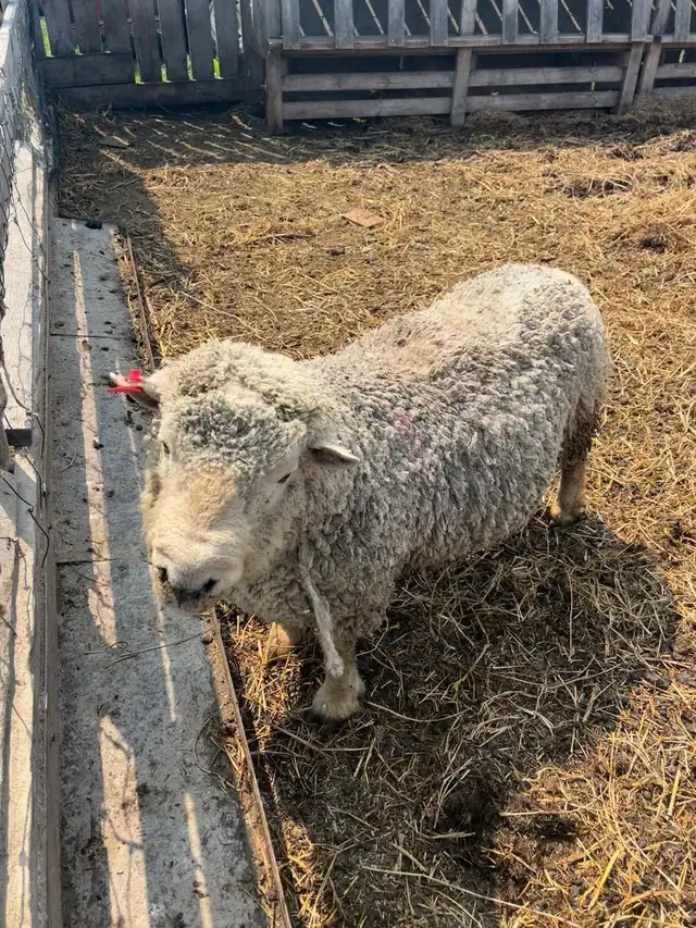 Southdown (Babydoll) Ram