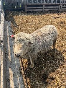 Southdown (Babydoll) Ram