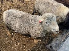 Southdown (Babydoll) Ram - Photo 2