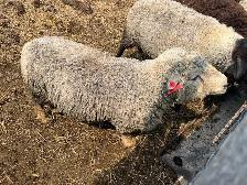 Southdown (Babydoll) Ram - Photo 3