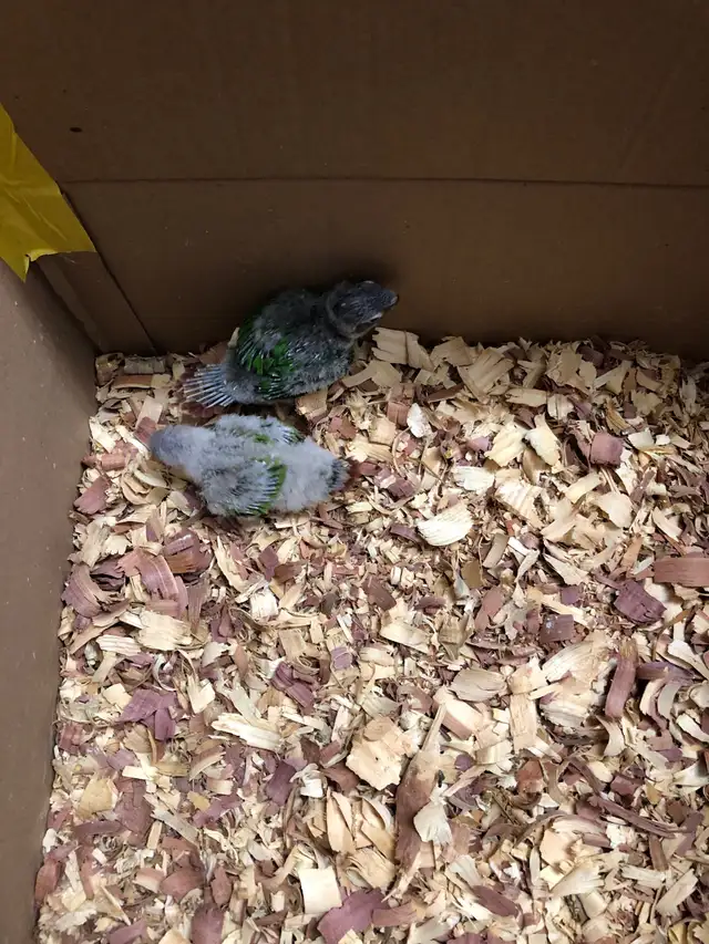 conure babies