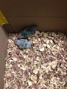 conure babies