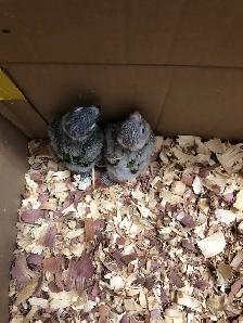 conure babies - Photo 2