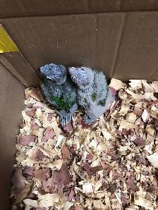 conure babies - Photo 3