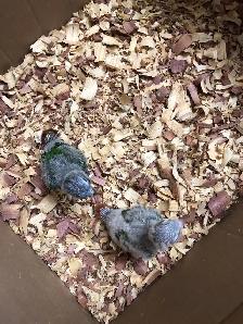 conure babies - Photo 4