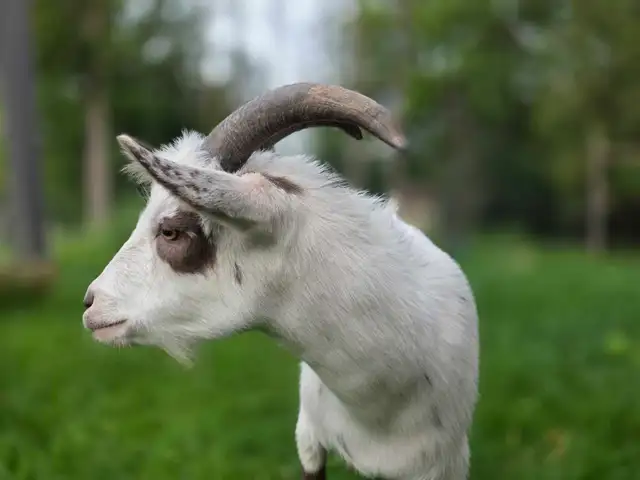Nigerian Dwarf Goats