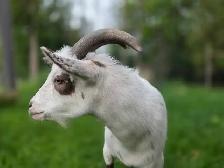 Nigerian Dwarf Goats