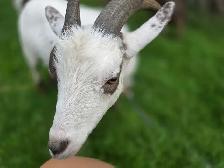 Nigerian Dwarf Goats - Photo 2