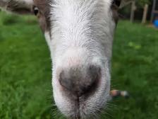 Nigerian Dwarf Goats - Photo 3