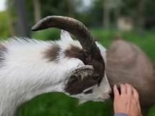 Nigerian Dwarf Goats - Photo 4