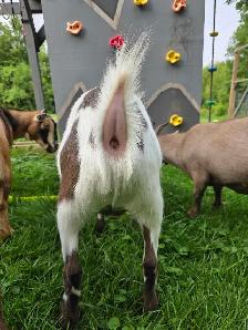 Nigerian Dwarf Goats - Photo 5