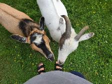 Nigerian Dwarf Goats - Photo 6