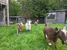 Nigerian Dwarf Goats - Photo 7