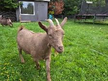 Nigerian Dwarf Goats - Photo 8