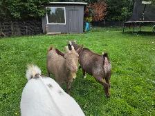Nigerian Dwarf Goats - Photo 9
