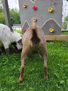 Nigerian Dwarf Goats - Photo 10