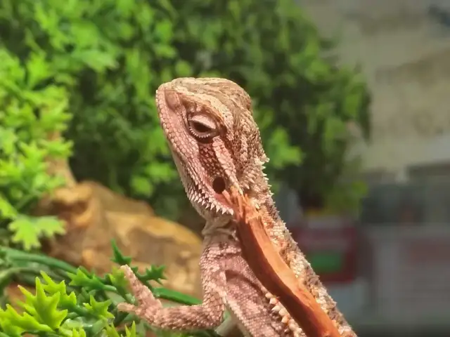 baby bearded dragon