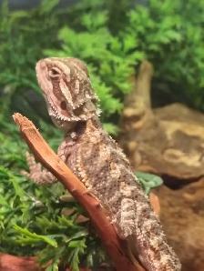 baby bearded dragon - Photo 3