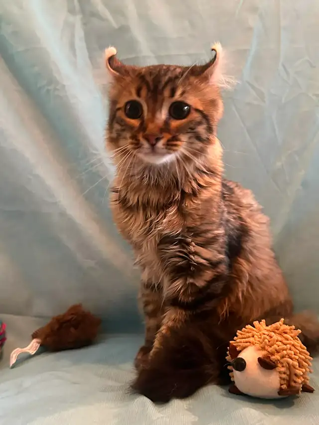 2 chatons femelle & mâle Highland Lynx x Bengal pot de colle