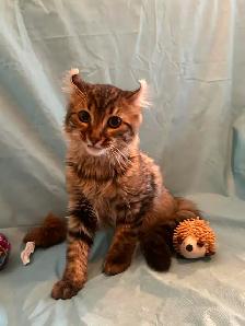 2 chatons femelle & mâle Highland Lynx x Bengal pot de colle - Photo 2