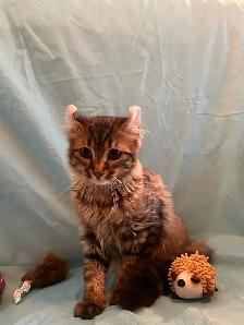 2 chatons femelle & mâle Highland Lynx x Bengal pot de colle - Photo 3