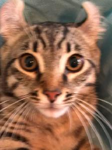 2 chatons femelle & mâle Highland Lynx x Bengal pot de colle - Photo 4