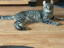 2 chatons femelle & mâle Highland Lynx x Bengal pot de colle - Photo 5