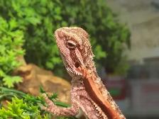 baby bearded dragon