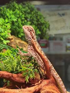 baby bearded dragon - Photo 2