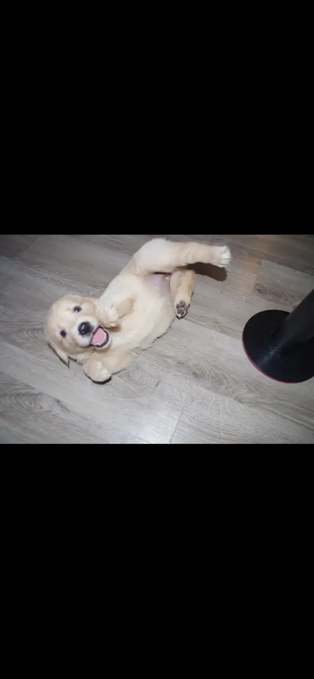 GOLDEN RETRIEVERS PUPPIES FOR SALE!