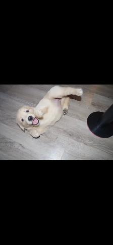 GOLDEN RETRIEVERS PUPPIES FOR SALE!