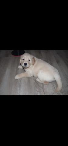GOLDEN RETRIEVERS PUPPIES FOR SALE! - Photo 2