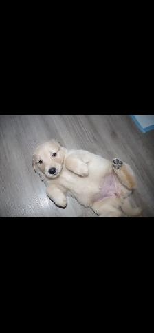 GOLDEN RETRIEVERS PUPPIES FOR SALE! - Photo 3