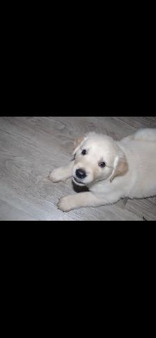 GOLDEN RETRIEVERS PUPPIES FOR SALE! - Photo 4