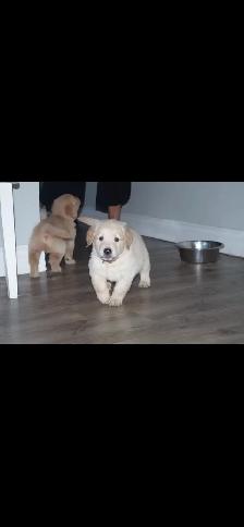 GOLDEN RETRIEVERS PUPPIES FOR SALE! - Photo 5