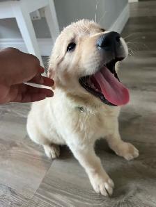GOLDEN RETRIEVERS PUPPIES FOR SALE! - Photo 6