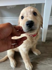 GOLDEN RETRIEVERS PUPPIES FOR SALE! - Photo 7