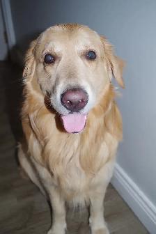 GOLDEN RETRIEVERS PUPPIES FOR SALE! - Photo 8
