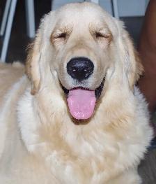 GOLDEN RETRIEVERS PUPPIES FOR SALE! - Photo 9