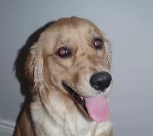 GOLDEN RETRIEVERS PUPPIES FOR SALE! - Photo 10