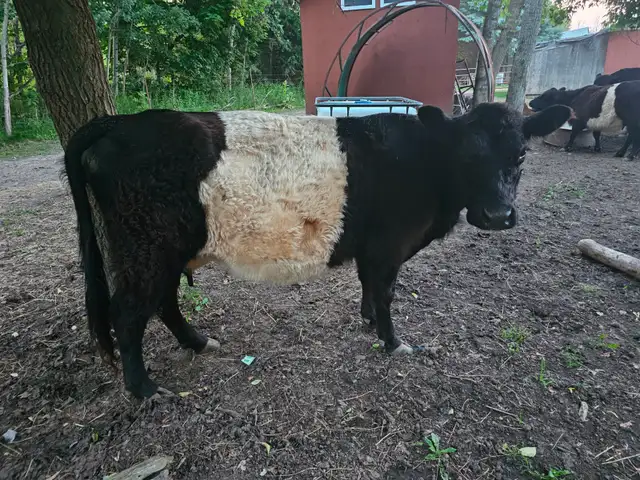 Heifer Galloway Belted