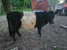Heifer Galloway Belted