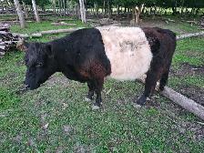 Heifer Galloway Belted - Photo 2