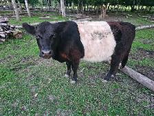 Heifer Galloway Belted - Photo 3