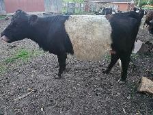 Heifer Galloway Belted - Photo 4