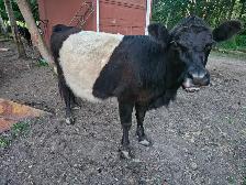 Heifer Galloway Belted - Photo 5