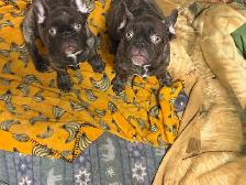 french bulldog - Photo 2
