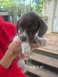 German Short-haired Pointer
