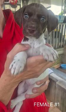 German Short-haired Pointer - Photo 2