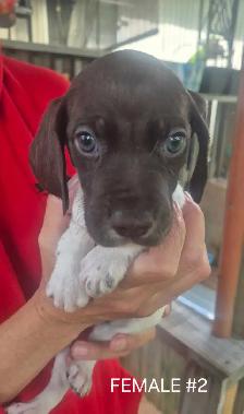 German Short-haired Pointer - Photo 3